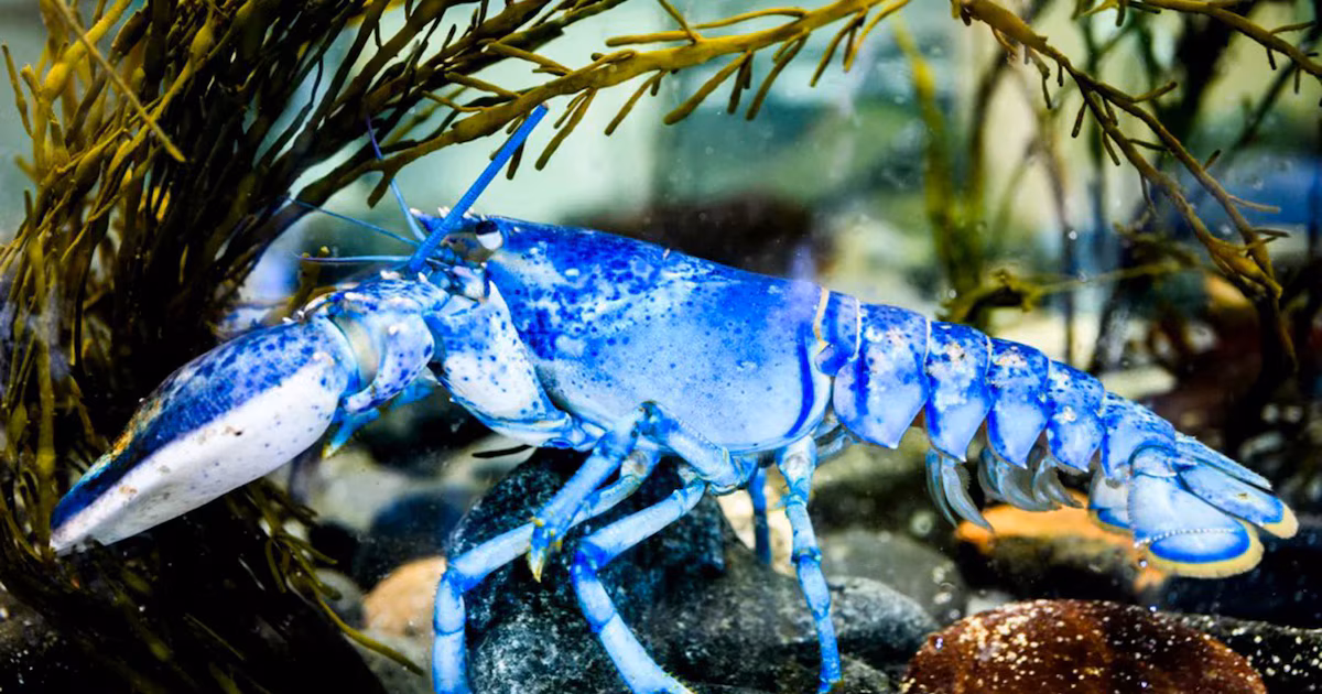 Una en dos millones: el increíble hallazgo de dos langostas azules que asombra a los científicos