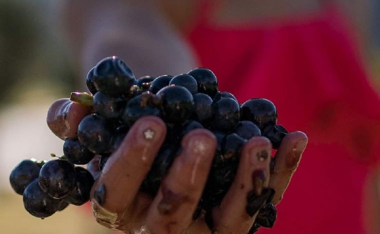 🍷 Acuerdo para la Vendimia 2026: SOEVA y Bodegas de Salta fijaron el precio del tacho de uva con ajuste por inflación