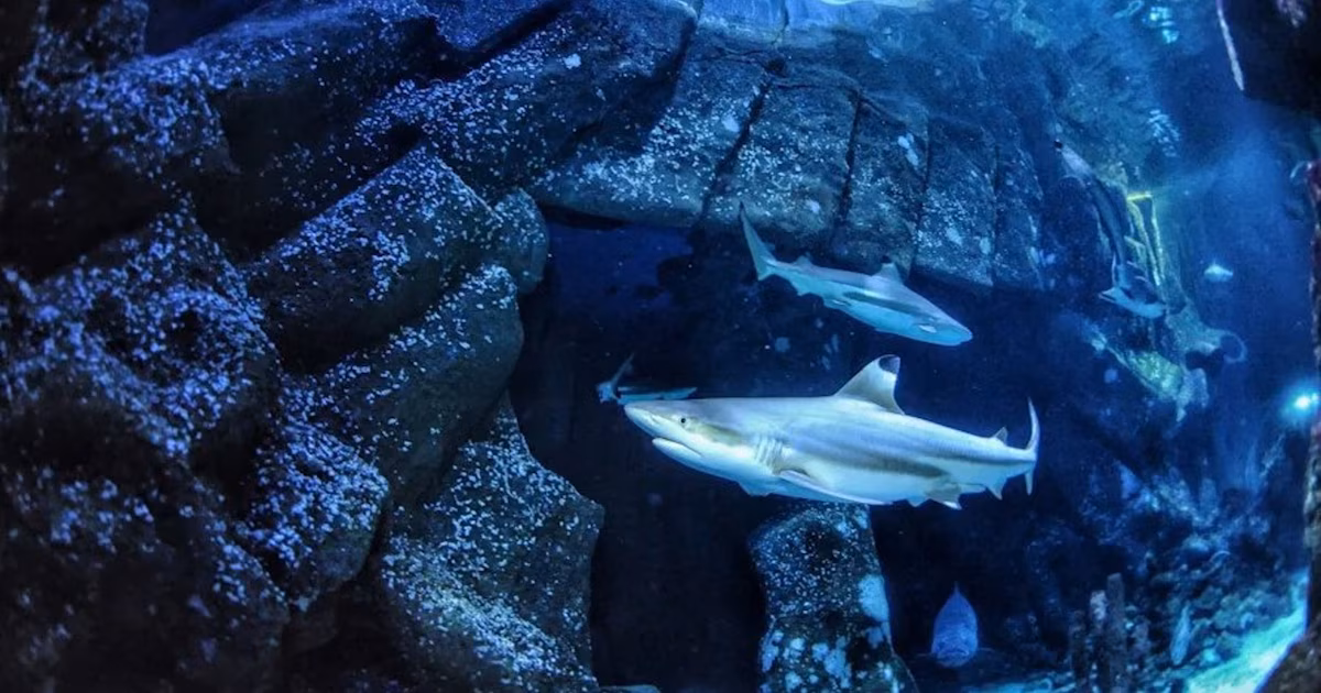 La acidificación del mar amenaza a los tiburones con un peligro inesperado: podría dañar sus dientes