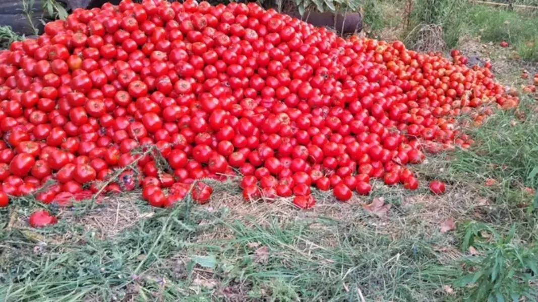La paradoja de la producción: Miles de kilos de tomate se pierden en Salta